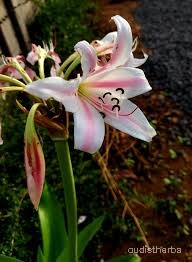 Crinum latifolium flower7.jpg